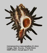 Homalocantha melanamathos (f) chinii